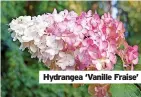  ?? ?? Hydrangea ‘Vanille Fraise’