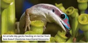  ?? ?? An ornate day gecko feeding on nectar from bois boeuf (Gastonia mauritiana) blossoms