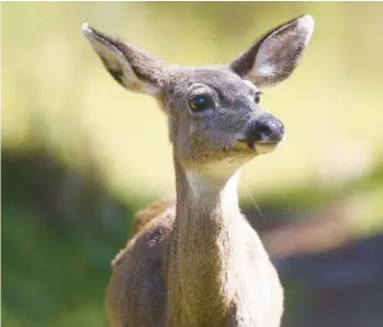  ?? MARK HARRISON/MCT ?? Readers offer a few helpful ideas for how to deal with der and groundhogs in their gardens.