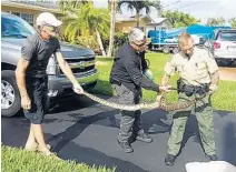  ?? JOSEPH LISCINSKY/COURTESY ?? Joseph Liscinsky, left, holds an end of the python as Florida Wildlife Commission officers work to remove the snake.