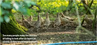  ??  ?? Too many people make the mistake of failing to look after ex-layers as closely as they would tend to poults