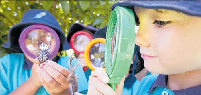  ?? Photos / Alan Gibson ?? Malachi Stirling, right, and his Welcome Bay School classmates examine some of the “bugs” they found during a search of the playground.