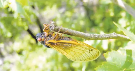  ?? MARTEN EDWARDS/CONTRIBUTE­D PHOTO ?? A group of 17-year periodical cicadas is set to emerge this year.