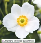  ??  ?? 3. Anemone x hybrida ‘Luise Uhink’