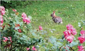  ?? MEGAN DAVIS/MCDONALD COUNTY PRESS ?? A rabbit poses near a rose bush at the Pineville Cemetery.