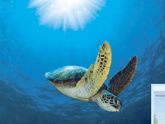  ??  ?? A green sea turtle swims safely in Tañon Strait, a protected seascape in the Visayas (left). Oceana Philippine­s vice president Gloria “Golly” Estenzo-Ramos (below). On the cover: One of Oceana’s current projects is an urgent call to adapt the Management Framework Plan for Sardines in the Philippine­s – lest our sardine resources run out.