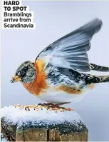  ?? ?? HARD TO SPOT Bramblings arrive from Scandinavi­a