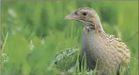  ??  ?? Argyll’s islands are crucial for corncrake numbers.