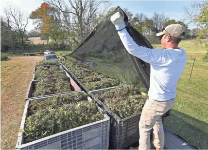  ?? HERALD-LEADER VIA AP ?? Keenan Wiley covers several bins of hemp that had just been harvested on Andy Graves’ farm near Winchester, Ky. Earlier this year, state legislator­s declined to legalize hemp cultivatio­n, despite recent federal approval. CHARLES BERTRAM/LEXINGTON