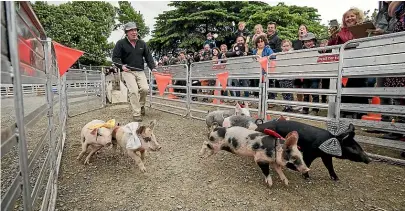  ?? ?? Borris Anderson guides the piglets during the ‘Pigs Day Out’.