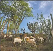  ??  ?? Ariel Juan Figueroa helps his mother Elisabeth Alvarado graze their goats in San Jeronimo Xayacatlan. Ariel’s father, Axayacatl Figueroa, emigrated to New York in 2005 and survived after suffering from covid-19 this year. “I would have preferred to have him here,” said Ariel, although he knows that won’t happen anytime soon. “He won’t be back until he retires or can’t work,” said Ariel.