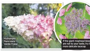  ??  ?? Hydrangea Paniculata Vanille Fraise