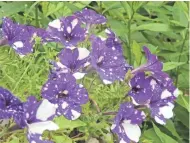 ?? ROB ZIMMER ?? Night Sky petunia promises to be a hot seller in 2017. A rich, deep purple with variable white spots, this petunia made a big splash last growing season, quickly selling out in many garden centers.