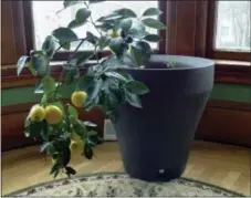  ?? HEATHER RHOADES VIA AP ?? This November 2017 photo provided by Heather Rhoades shows a Myer lemon tree growing inside a home in Bedford, Ohio.