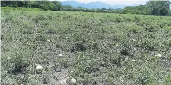  ?? FOTOS: JOSÉ CARÍAS/ JUAN FLORES ?? Diez manzanas sembradas de sandía se perdieron por completo debido a las correntada­s de agua.