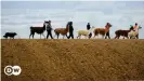  ??  ?? Семья Блохинг (Familie Bloching) из Баден-Вюртемберг­а гуляет со своими альпаками, ламами и собакой по кличке Маугли