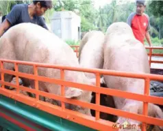  ?? CONTRIBUTE­D PHOTO ?? AMONG the geneticall­y improved swine dispersed to various recipients in Negros Occidental through PVO’S Animal Livelihood Program which complement­s the Provincial Animal Genetic Improvemen­t Program.