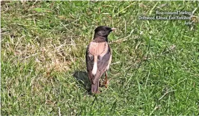  ??  ?? Rose-coloured Starling, Driftwood, Kilnsea, East Yorkshire, June