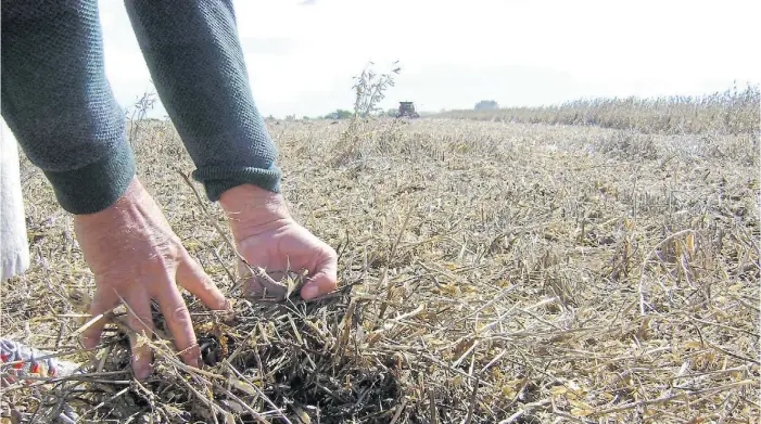  ??  ?? Ambiente. El sector agropecuar­io debe pensar a largo plazo y no a corto/mediano, que es lo que prima actualment­e. Una visión sistémica asegura que la producción sea sustentabl­e.