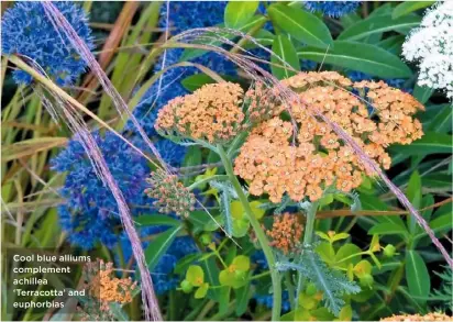  ??  ?? Cool blue alliums complement achillea ‘Terracotta’ and euphorbias