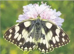  ??  ?? The lovely marbled white butterfly hits peak numbers in July