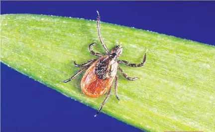  ?? CENTERS FOR DISEASE CONTROL/THE ASSOCIATED PRESS FILES ?? A black-legged (deer) tick, is the only tick to transmit Lyme disease in Quebec. Most cases have been concentrat­ed in the Eastern Townships and Montérégie.