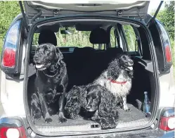  ??  ?? Inka, Porridge and Tiggy waiting patiently for their walk.