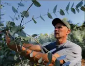  ??  ?? En septembre, les voleurs ont coupé la chaîne du portail pour entrer dans la plantation de Max Covili.