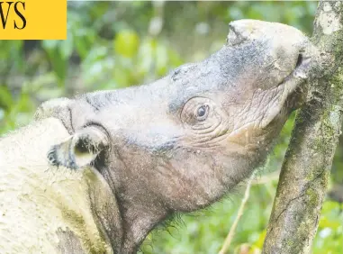  ?? KAISA SIREN / LEHTIKUVA FILES ?? Rhinos became extinct in Malaysia following the death of Iman, a Sumatran rhinoceros, last November. Scientists are hoping to bring the mammal back to the southeast Asian country using tissue from Iman and two other dead rhinos.