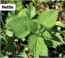  ??  ?? Nettle