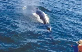  ?? ?? l Desde el mes pasado se ha hecho común el avistamien­to de ballenas y tiburones ballena cerca de las playas de Puerto Peñasco.