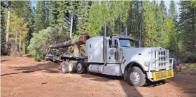  ?? ?? The Christmas tree is coming from McCloud Flats is an area in California just outside Shasta-Trinity National Forest. It’s is expected to arrive Wednesday.