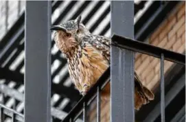  ?? DAVID LEI VIA ASSOCIATED PRESS ?? Flaco the owl, seen last month, died on Friday, just over a year since he flew away from the Central Park Zoo.