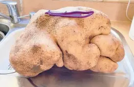  ?? COLIN CRAIG-BROWN ?? What was believed to be the world’s largest potato at more than 17 pounds is seen near Hamilton, New Zealand. DNA testing showed it was a type of gourd.