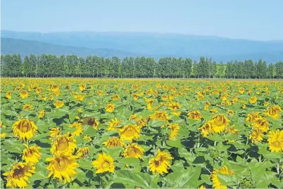  ??  ?? Varieté. Arriba, el girasol es uno de los cultivos que se destina a los ambientes arenosos tucumanos. A la derecha, arriba, un lote de poroto negro recién trillado y, abajo, la caña de azúcar, una gramínea de la cual hay 2.000 hectáreas sembradas.