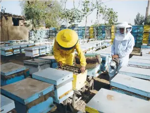  ?? (Amr Abdallah Dalsh/Reuters) ?? BEEKEEPERS CHECK hives at a farm in Shibin El Kom last month. With sugar in short supply, beekeepers had to let their bees consume honey instead.