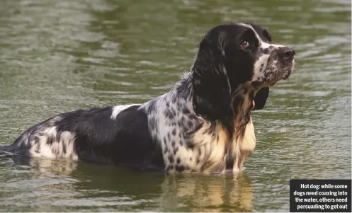  ??  ?? Hot dog: while some dogs need coaxing into the water, others need persuading to get out