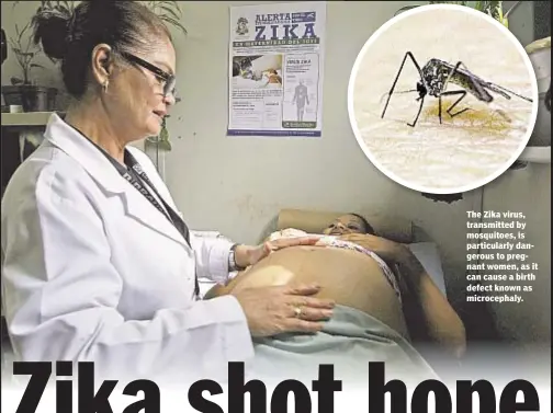  ??  ?? The Zika virus, transmitte­d by mosquitoes, is particular­ly dangerous to pregnant women, as it can cause a birth defect known as microcepha­ly.