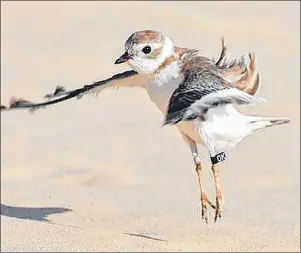  ?? SUBMITTED PHOTO ?? This piping plover was found at Cooper’s Island, Bermuda, with a tag on it from P.E.I.