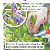  ??  ?? Siberian irises do best in damp soil
Remove flowerhead­s before the plant wastes energy making seeds