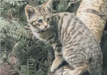  ?? PICTURE: ALYSON HOUSTON/ RZSS ?? 0 One of the four wildcat kittens born at the Highland park