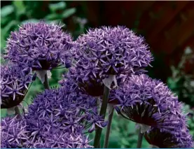  ??  ?? A. 15 Allium Violet Beauty