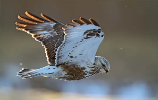  ?? ?? NINE: Rough-legged Buzzard (Hokkaido, Japan, 12 February 2012). This lovely snow-lit portrait of a hovering Rough-legged Buzzard, accentuati­ng its white ‘frosty’ head, underwings and inner tail, reminds us that this is a real Arctic species. On such a close view it is also possible to see its greater feather density or ‘fluffiness’, an adaptation to colder climes shared with other Arctic inhabitant­s such as Arctic Redpoll. This bird also shows a clear white ‘flash’ in the upper primaries – a feature shown by many (though not all) Roughlegge­ds.