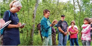  ?? Foto: Monika Matzner ?? Renate Hudak zeigte beim Wildkräute­rspazierga­ng in Holzen viele „Schätze am Wegesrand“. Etwa den Giersch, der auch oft im ei  genen Garten zu finden ist. Wird das Gewächs als Heipflanze oder Wildgemüse betrachtet, überzeugen seine positiven Eigenschaf ...