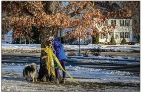  ?? (AP/Dave Collins) ?? Gayle Carr, acting warden of the borough of Litchfield, Conn., removes a yellow ribbon honoring U.S. military service members from a tree Thursday on the Litchfield Town Green. Local officials’ decision to take down the ribbons, due to concerns other groups could put up their own displays, no matter how offensive, has angered some local residents.