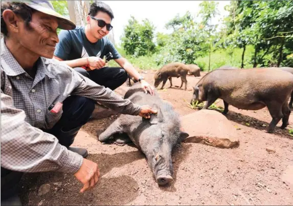  ?? PHA LINA ?? A visitor at Mayura zoo pets a wild boar, accompanie­d by a staff member.