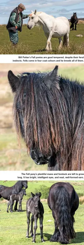  ??  ?? Bill Potter’s Fell ponies are good tempered, despite their feral instincts. Fells come in four coat colours and he breeds all of them. The Fell pony’s plentiful mane and forelock are left to grow long. It has bright, intelligen­t eyes, and neat,...