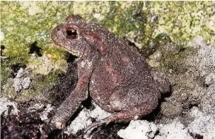  ??  ?? The toad in Alan Wright’s garden