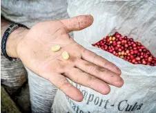  ?? ?? Chaviano shows coffee grains at his farm.