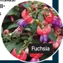  ??  ?? Fuchsia